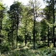 Naturen skal bringe et unikt udtryk til byerne i nærheden, det skriver Aarhus Kommune i en pressemeddelelse. Arkivfoto: Thomas Borberg