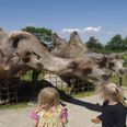 Der er lige nu en indsamling i gang til fordel for dyreparken Munkholm Zoo.Foto: VisitDjursland