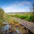 Klimalavbunds-projektet i Illerup Ådal er allerede godt igang. Foto: Per Bille