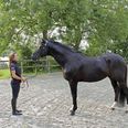 Rikke Svane og Finckenstein har været uadskillelige, siden Rikke Svane fandt den dengang 5-årige hingst i Tyskland. Nu drager de sammen til VM i dressur i USA.