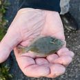12.000 skrubber på denne størrelse blev søndag sat ud i Ebeltoft Vig i et forsøg på at opretholde en rimelig bestand af levedygtige skrubber i farvandet, der som mange andre steder i landet lider under iltsvind. Pressefoto