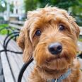 Foto: Adobe Stock