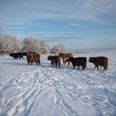 Skotsk højlandskvæg ved Moesgaard. Der er også flyttet Dexter- og Gallowaykvæg ind på naturområder syd for Aarhus i forbindelse med projektet ”300 hektar ny natur”. Foto: Aarhus Kommune