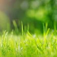 Foto: Adobe Stock