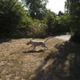 Du skal have styr på gødning, klipning og kalk, hvis du vil undgå den afsvedne gule plæne fra forrige sommer. (Arkivfoto) - Foto: Liselotte Sabroe/Ritzau Scanpix