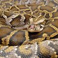 Tigerpythonen er en af verdens største slangearter.