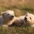 Skandinavisk Dyrepark kan præsentere to næsten nyfødte isbjørneunger, når parken åbner 9. april. Fotokreditering: Skandinavisk Dyrepark