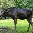 Der er mulighed for at møde de store elge i Lille Vildmose. Foto Shutterstock