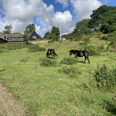 Syddjurs Kommunes biologer deltager ikke i rewildingkurser på Molslaboratoriet, fastslår Syddjurs Kommunes miljøafdeling. Foto: Lars Norman Thomsen