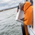 Kasse for kasse tømmes ålene ud i Ebeltoft Vig. Et nedløbsrør langs skibssiden sikrer at mågerne ikke opdager ålene og tager dem. Foto: Kian Johansen
