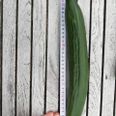 Vi kan godt afsløre, at der nu er kandidater langt over disse 34 cm. Foto: Kasper Ahlbecks