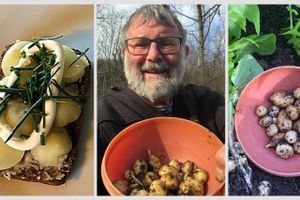 Igen i år er Jan Rasmussen fra Hinnerup super tidligt ude med nye kartofler. Man fristes jo til at sige: »Heldig kartoffel.«