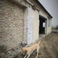 Hunden Louie er trænet i at kunne opsnuse forurening. Pressefoto