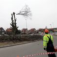 Den flere hundrede år gamle blodbøg på Randersvej blev fældet februar 2011. Arkivfoto: David Bering.