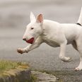 Foto: Adobe Stock