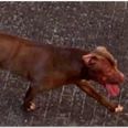 Til venstre ses den hund, der angreb Bailey (il højre), som var heldig at overleve og efterfølgende måtte syes med utallige sting i halsregionen.