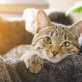 Få blandt andet en masse inspiration til, hvordan du kan skabe rammerne for et godt liv med en kat, når Maxi Zoo afholder Kattens Dag. Pressefoto