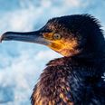 Skarven tager sit godt ud i lysende klart frostvejr. Måske kan du spotte den, hvis du bevæger dig ud. Foto. Klaus Dreyer