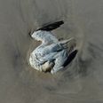 En død sule ligger med hovedet begravet i sandet på en af Danmarks kyster. Billedet er delt af Dansk Ornitologisk Forening, DOF Birdlife, i forbindelse med at foreningen iværksætter en registrering af døde havfugle de kommende måneder. - Foto: Jan Skriver/Free