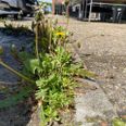 Parkeringsplads foran tøjbutikken Clauss Hvass i midtbyen i Hinnerup. Arkivfoto: CSJ