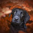 Foto: Adobe Stock