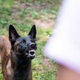 Et tilfældigt billede. Intet indikerer, at det er denne type hund, der var involveret i episoden. Foto: Adobe Stock