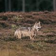 Ulv fotograferet i Vestjylland i september 2025. 1239 får, 32 kreaturer, fem heste, otte geder og en vædder blev dræbt i ulveangreb. (Arkivfoto). - Foto: Thomas Traasdahl/Ritzau Scanpix