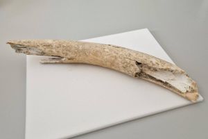 En flere tusind år gammel stødtand fra en mammut er blevet fundet af en maskinfører i Nordjylland.