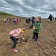 Haurum Kirkeskov består af en blanding af forskellige økologiske træer. Fem årgange fra Frijsendal Friskole har op til plantningen kørt et tema om træer i skolen. Foto: Johanne Krogh