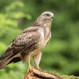 En jæger tog fejl af en fasan og musvåge og kom til at skyde den fredede fugl. Modelfoto: Adobe Stock