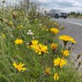 Insektkorridoren er det første projekt af sin art og strækker sig over 46 kilometer. Kravet er, at det skal være en sammenhængende korridor for insekter. Pressefoto