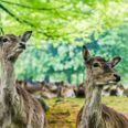 Mange steder i Aarhus kan man støde på hjorte, rå- og dådyr. I Marselisborg Dyrehave kan man komme helt tæt på. Foto Shutterstock