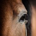 Foto: Adobe Stock