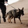 En politihund fik færten af et spor, som den og hundeføreren kunne følge hen til en adresse i området. Arkivfoto: Jens Dresling