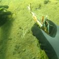 Ålegræs fastgøres til søm, som stikkes ned i havbunden. Foto: Nationalpark Mols Bjerge